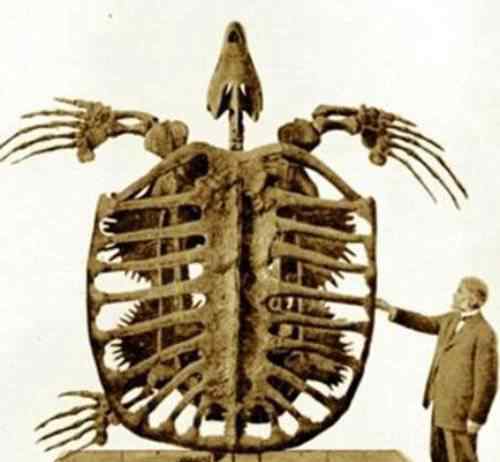 世界上最大的乌龟 地球史上最大乌龟