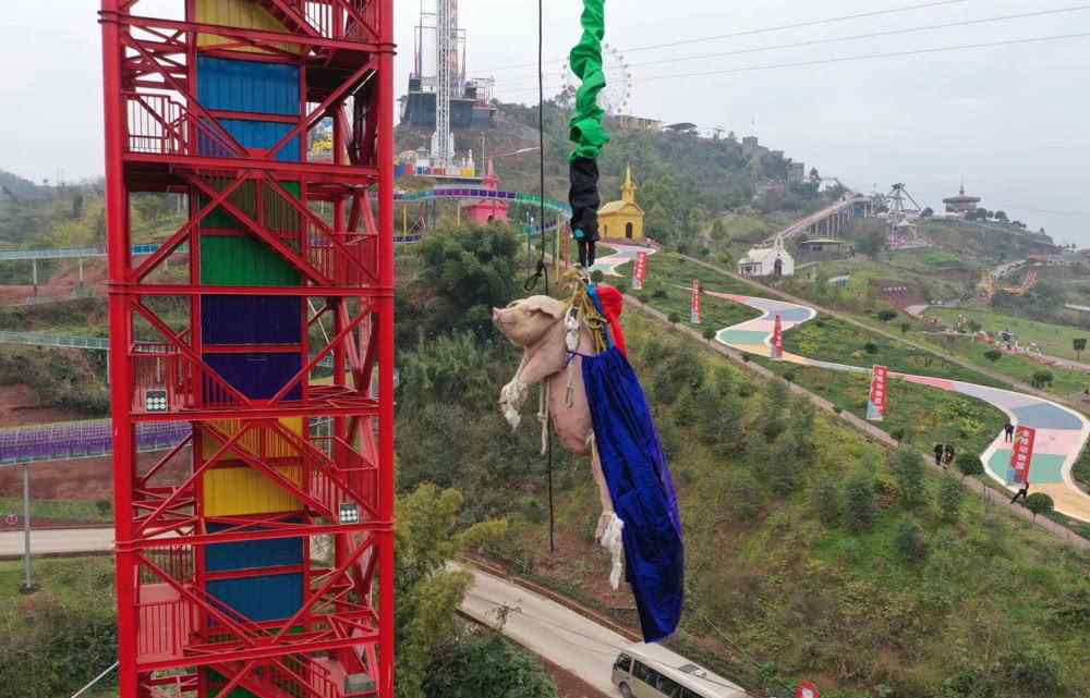 洋人街事故 重庆一景区拿肥猪来蹦极，是一次绝妙的事件营销