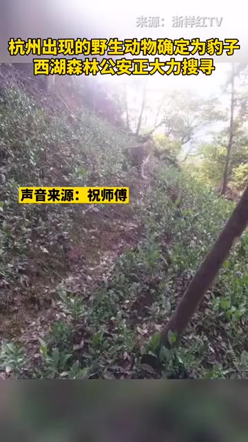 杭州官方：3只金钱豹外逃已捕获1只 真相到底是怎样的？