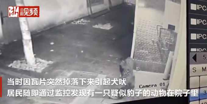 杭州小区监控拍到1只出逃金钱豹 院内溜达引家犬狂叫！画面曝光