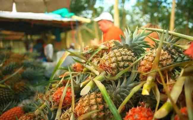 泰国一菠萝加工厂暴发聚集性感染事件 具体是啥情况?
