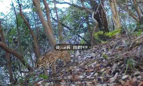 杭州转塘山林疑有豹子出没 当地多部门正组织搜寻 登上网络热搜了！