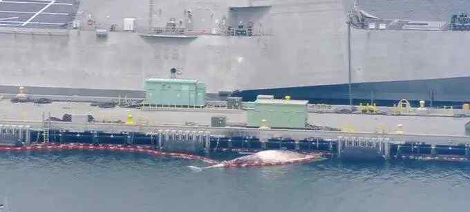 震惊一幕！澳军舰疑撞死两头濒危鲸鱼