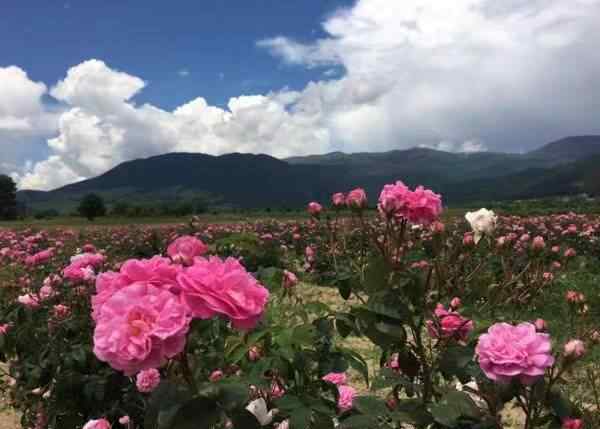保加利亚玫瑰花今年减产或达四成 还原事发经过及背后原因！