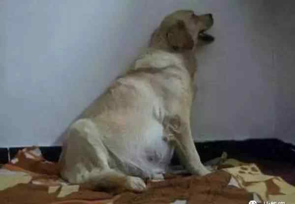 狗难产 犬难产有哪些迹象、如何应对？