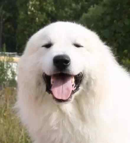 大白熊吧 大白熊犬，真正暖心的大白...文章配图