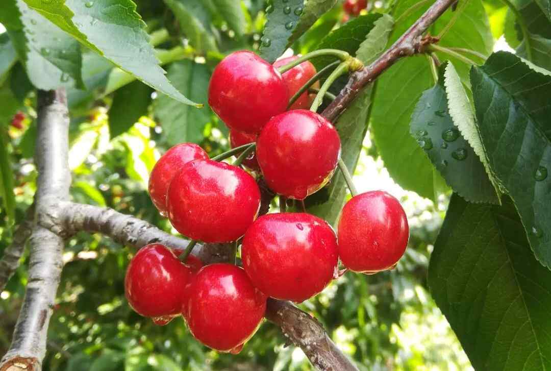 樱桃的营养 樱桃的营养价值功效与作用及禁忌