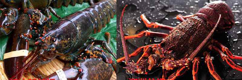 波龙和澳龙的区别 波士顿龙虾VS澳洲龙虾，相较之下谁更胜一筹？