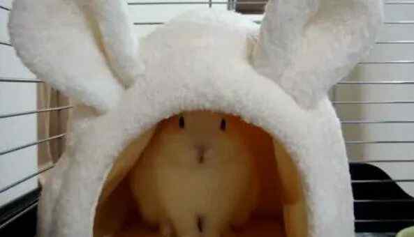 兔窝 兔子不睡兔窝怎么办？