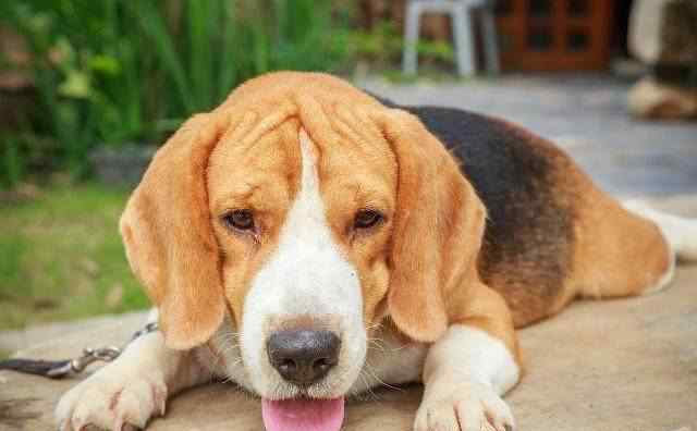 犬真菌皮肤病 狗狗真菌性皮肤病的治疗方法，狗狗真菌皮肤病用什么药？文章配图