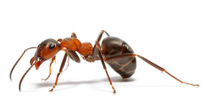 灭蚂蚁的方法 灭蚂蚁简单有效的方法？