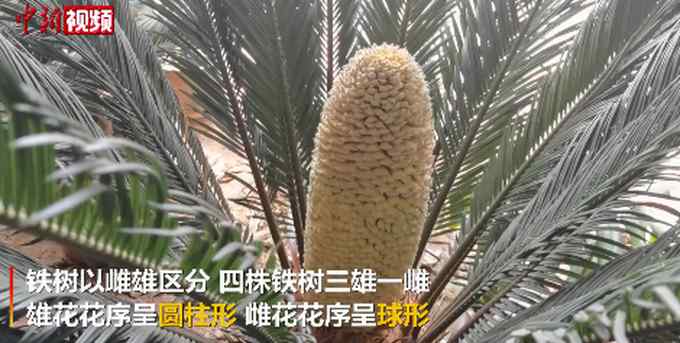 4株60年铁树组团开花！网友：铁树都开花了 而我……