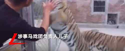 老虎咬死饲养员马戏团方发声：两只老虎于2020年运到河南 登上网络热搜了！