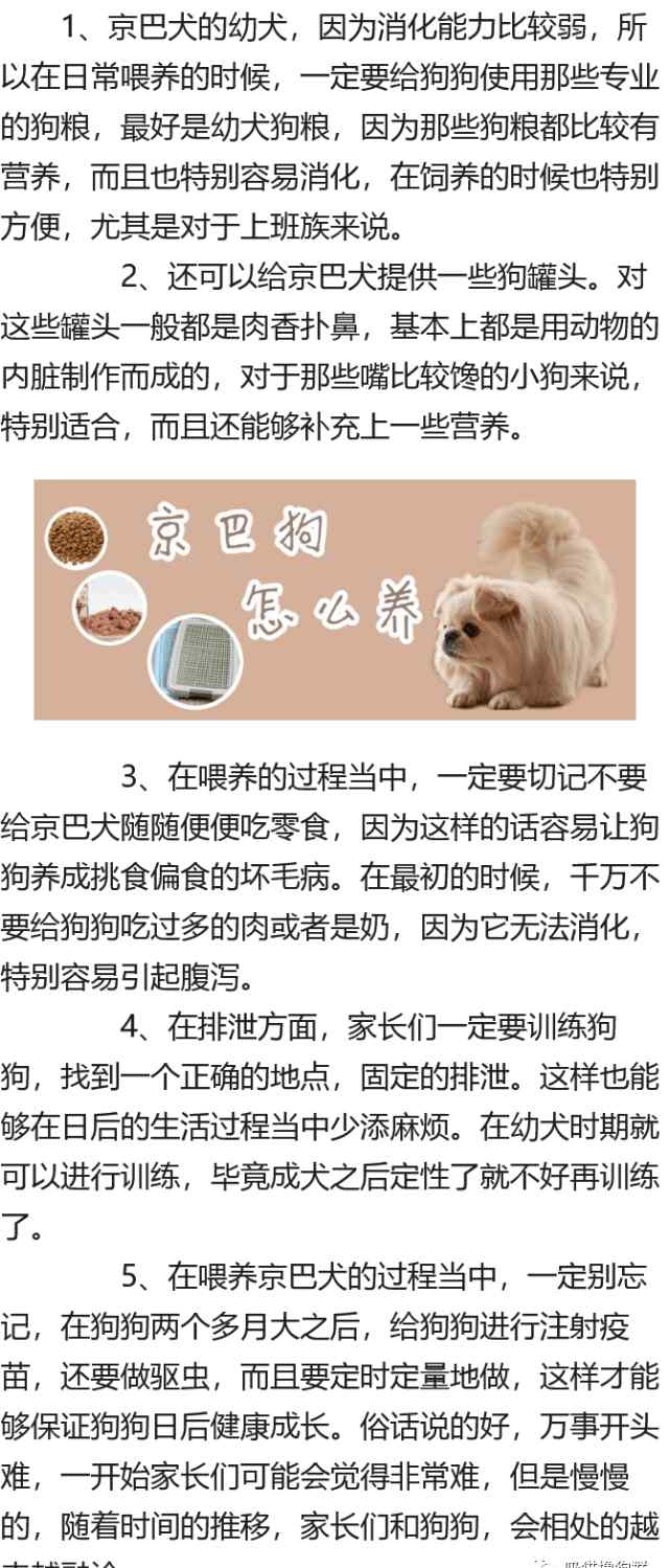 京巴狗怎么养 京巴狗怎么养