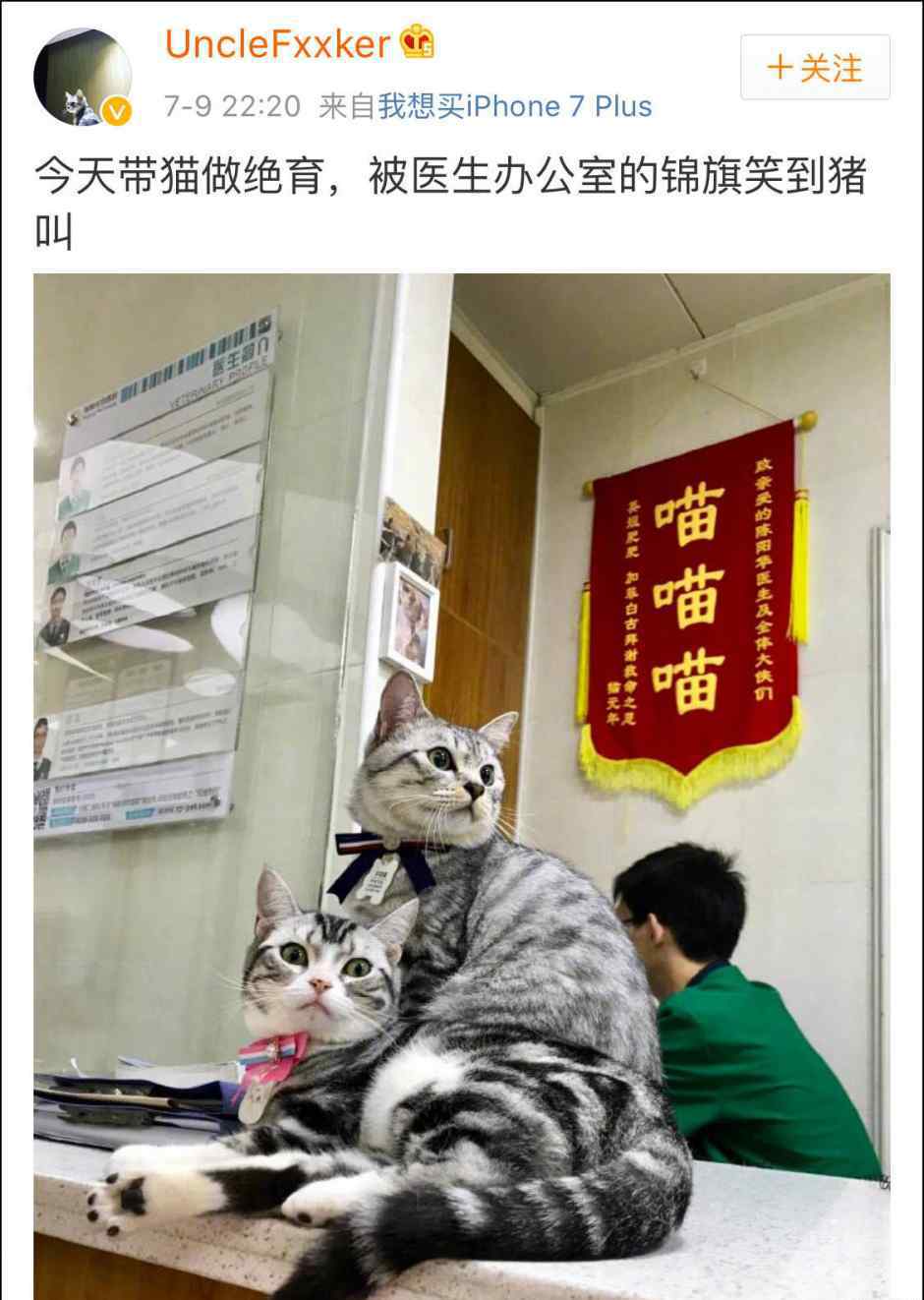 网友带猫做绝育，被宠物医院的锦旗笑出猪叫