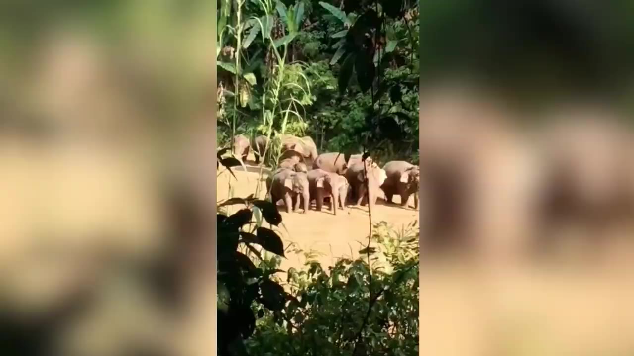 17头亚洲野象进入中科院西双版纳热带植物园内逛吃 具体是啥情况?