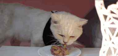 方便又便宜的自制猫饭 猫奴必学——简单粗暴的自制猫饭！