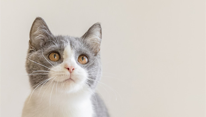 猫为什么喜欢吃鱼 猫为什么喜欢吃鱼视频