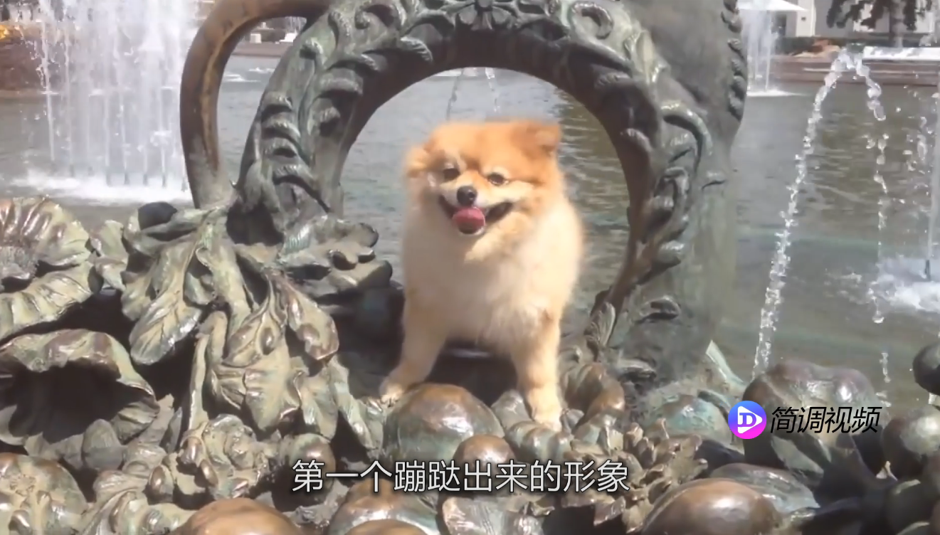 博美犬怎么养 博美犬怎么养殖