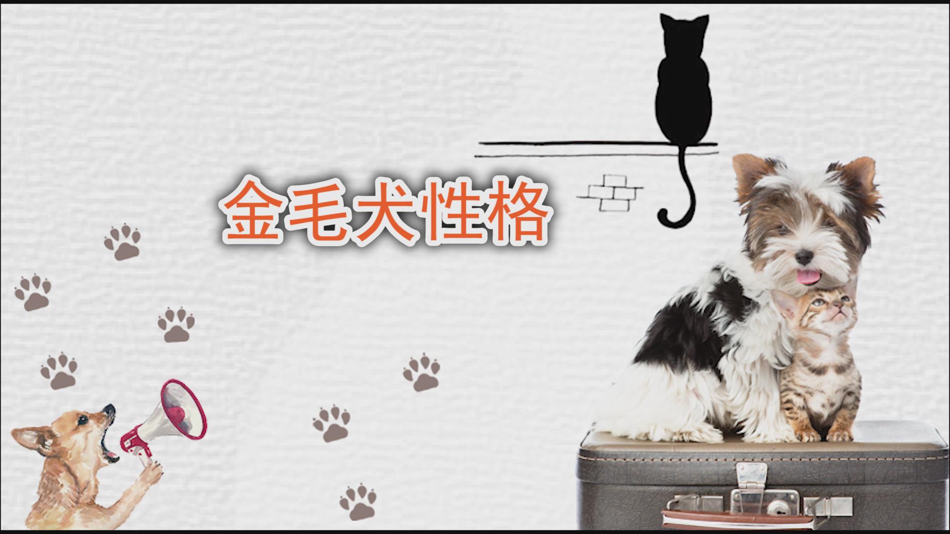 金毛犬性格 金毛犬性格如何