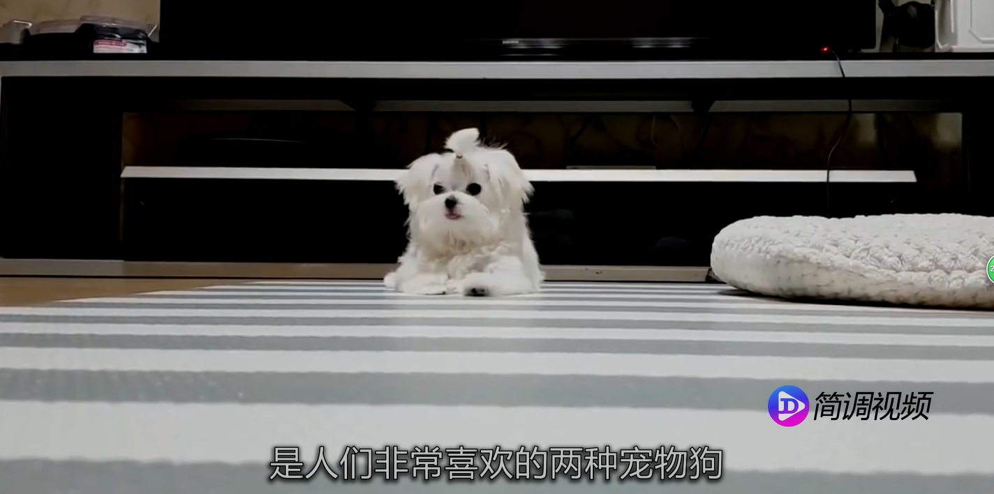 比熊和泰迪的区别 比熊和泰迪的区别在哪