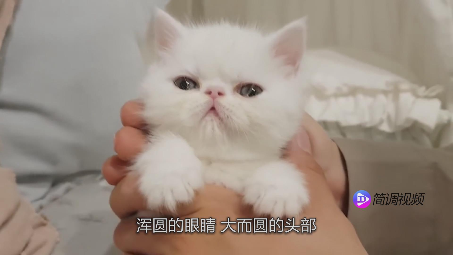 异国短毛猫的介绍 异国短毛猫资料介绍