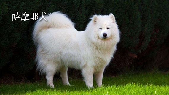 萨摩耶犬 萨摩耶犬宝宝