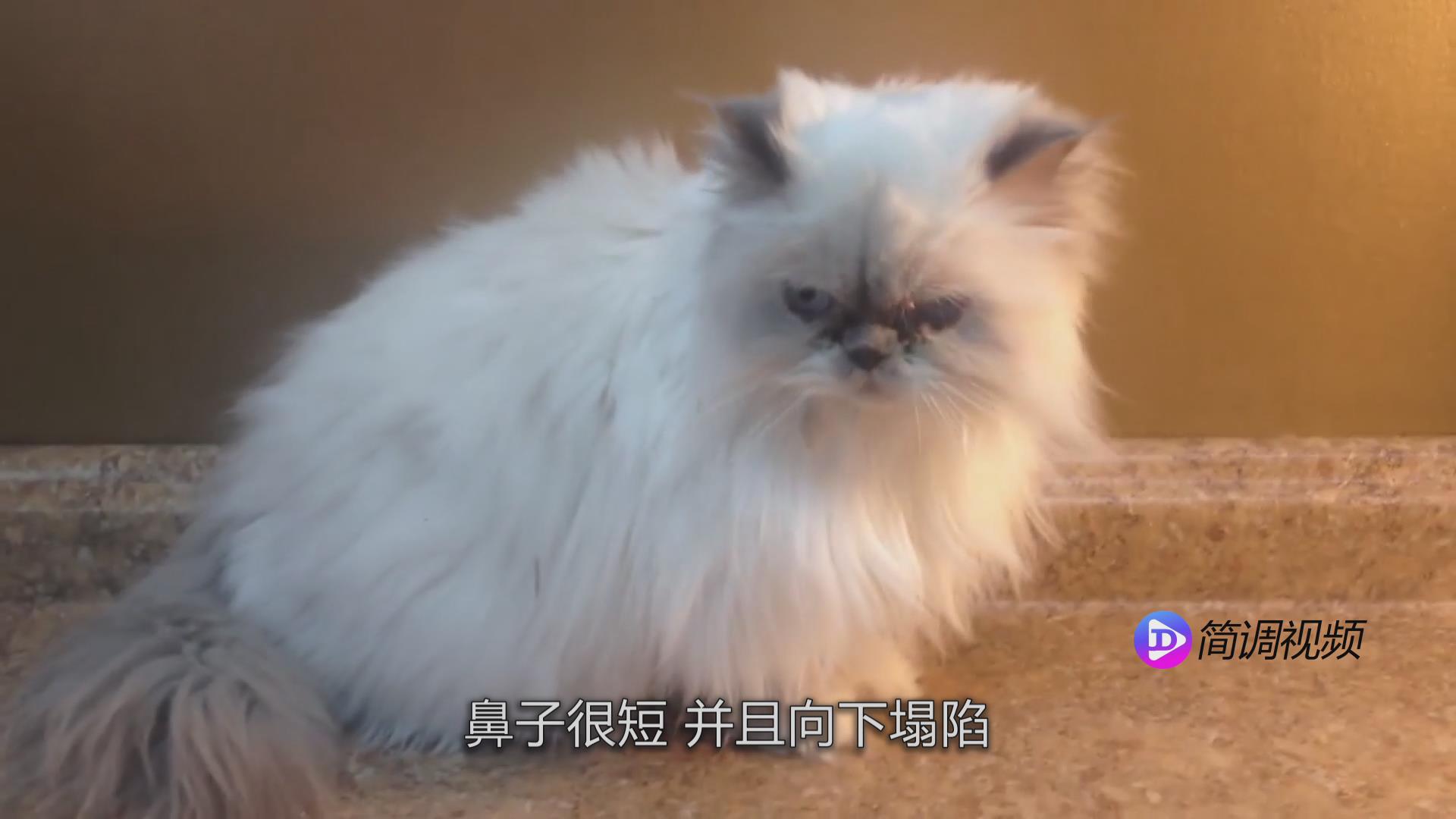 喜马拉雅猫的介绍 喜马拉雅猫资料介绍