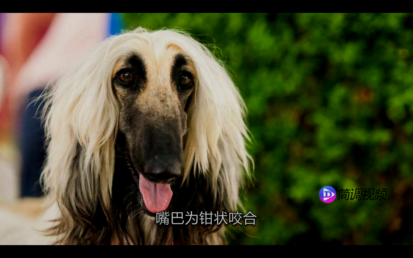 阿富汗猎犬的介绍 阿富汗猎犬资料介绍