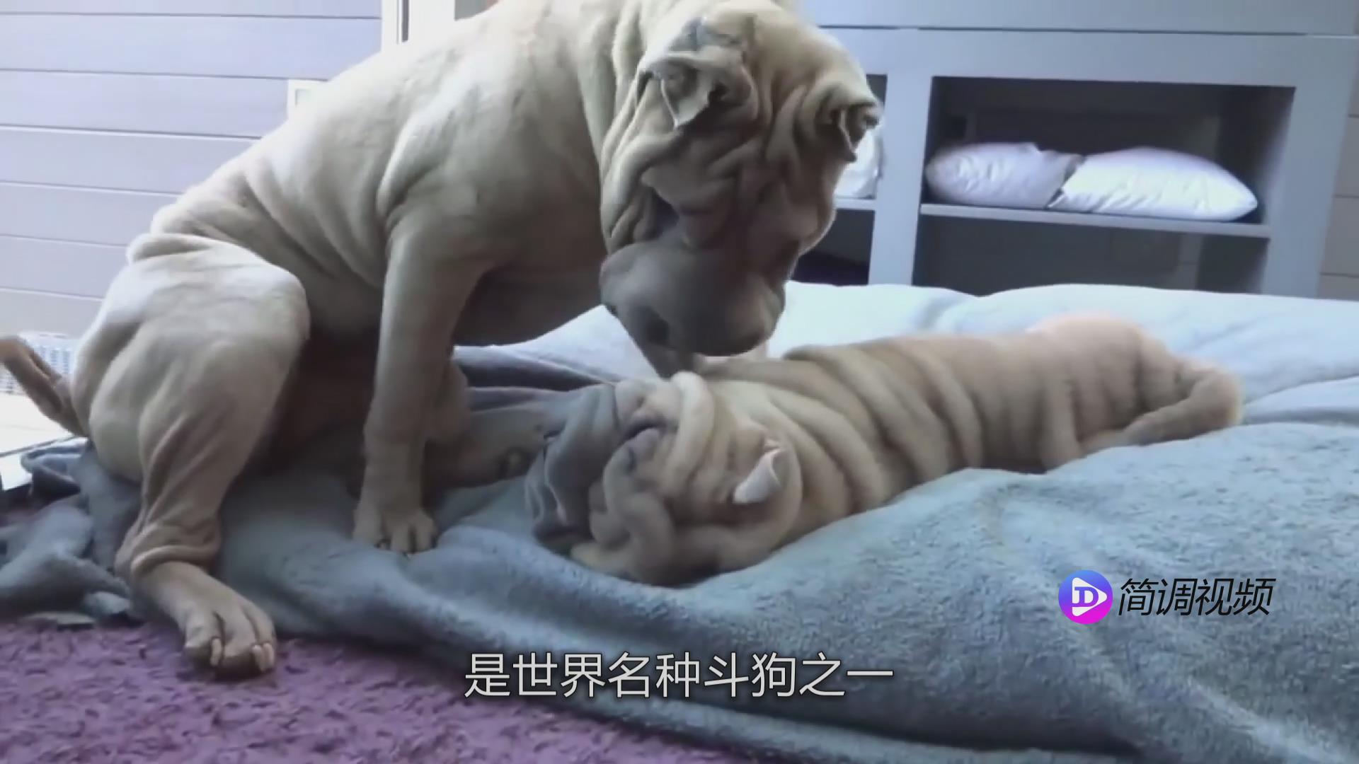 沙皮狗的介绍 沙皮狗介绍