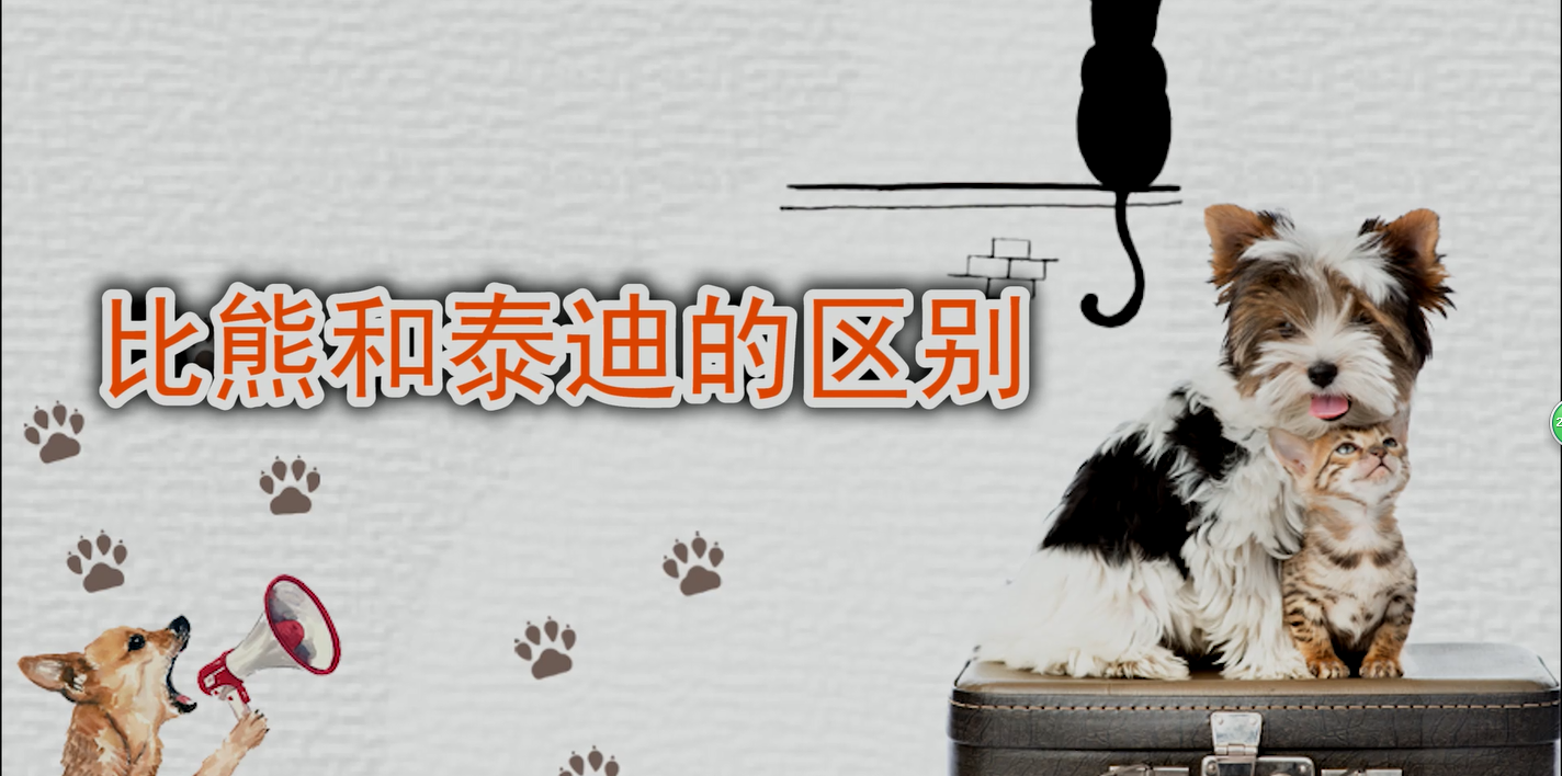比熊和泰迪的区别 比熊和泰迪的区别在哪
