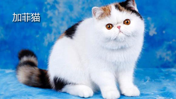 加菲猫的介绍 加菲猫的简单介绍