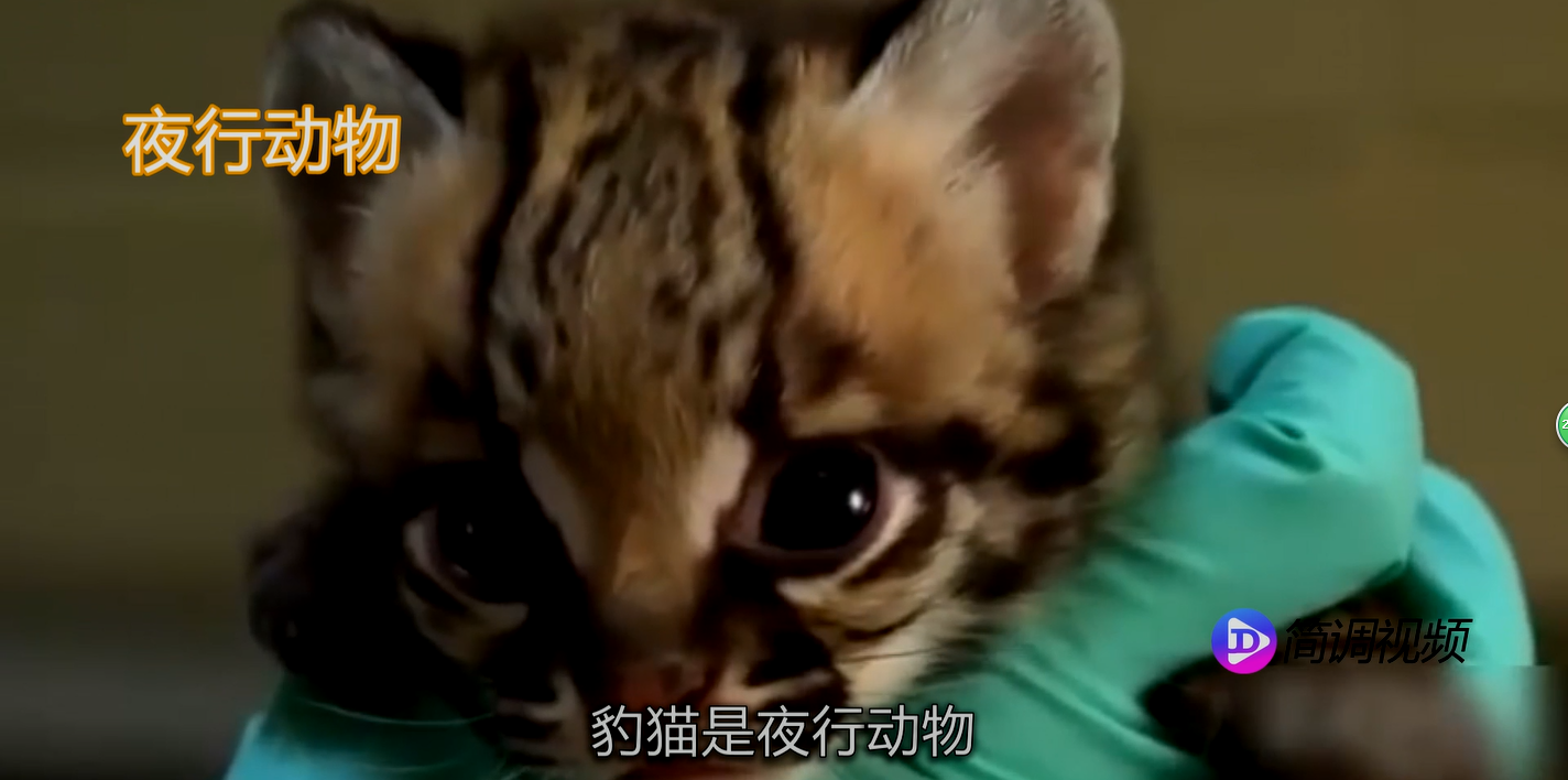 豹猫的介绍 豹猫简介