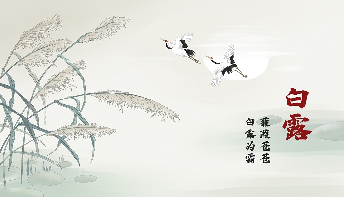 蒹葭苍苍白露为霜下一句 蒹葭苍苍白露为霜下一句是