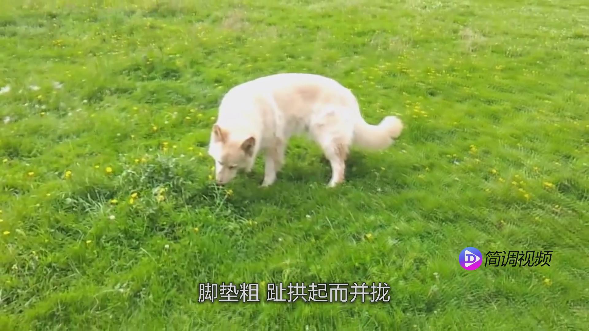 苏格兰牧羊犬的介绍 苏格兰牧羊犬介绍资料