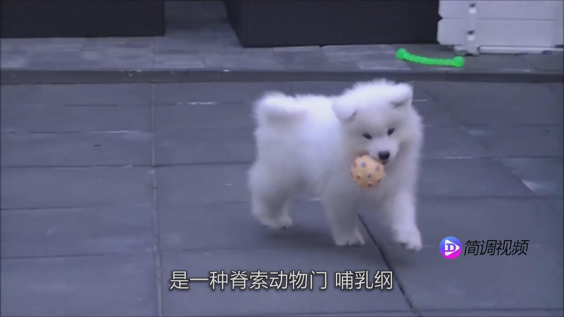 萨摩耶犬 萨摩耶犬宝宝