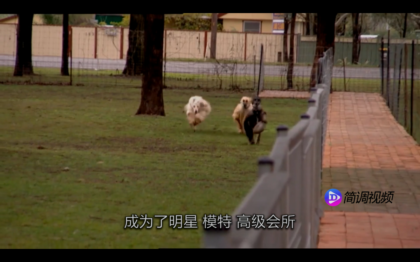 阿富汗猎犬的介绍 阿富汗猎犬资料介绍