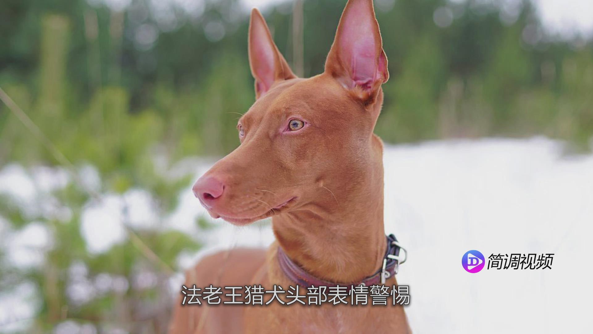 法老王猎犬 法老王猎犬品种
