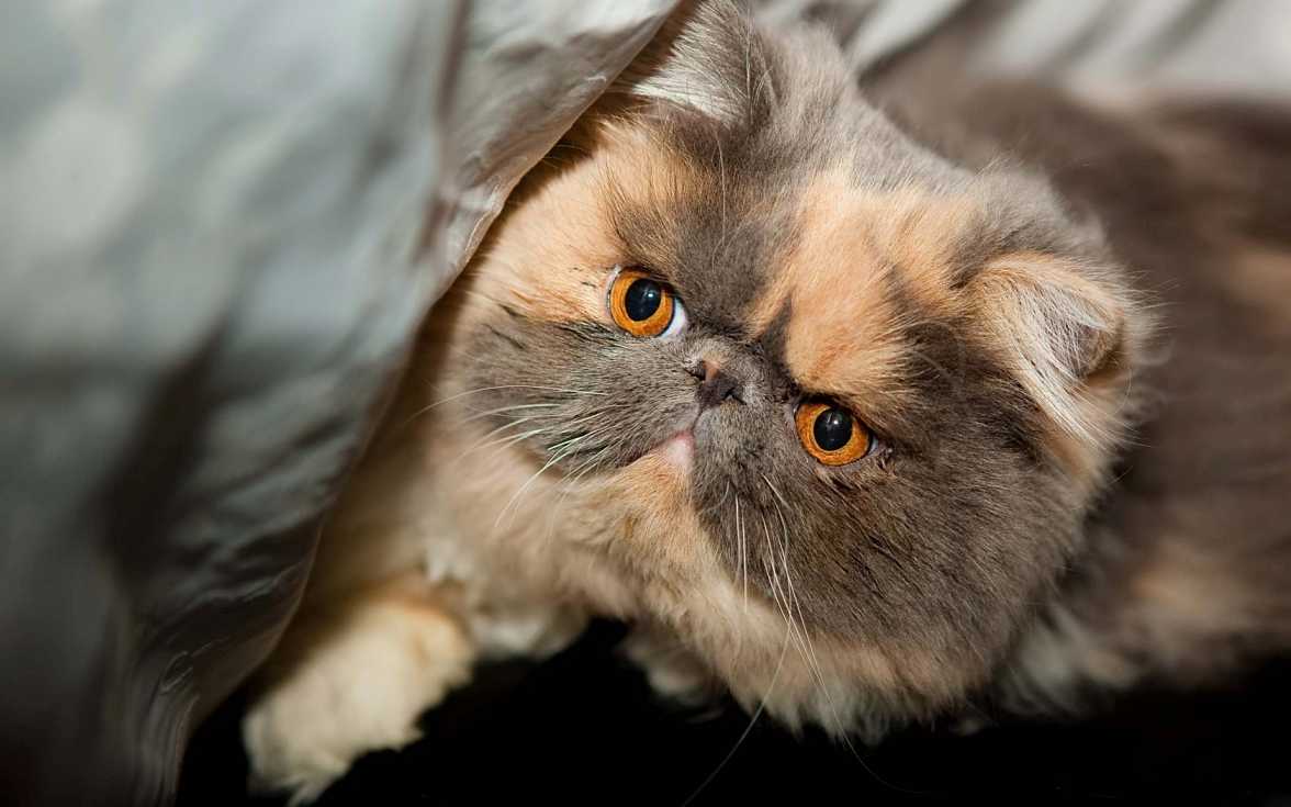 异国短毛猫的介绍 异国短毛猫资料介绍