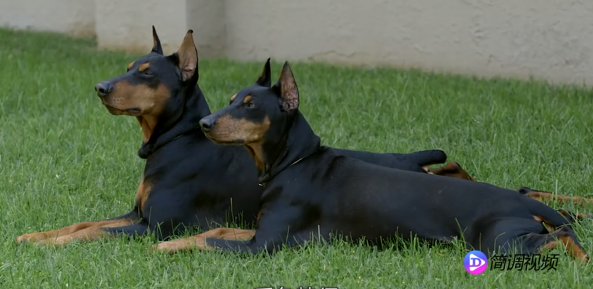 小鹿犬的介绍 小鹿犬介绍