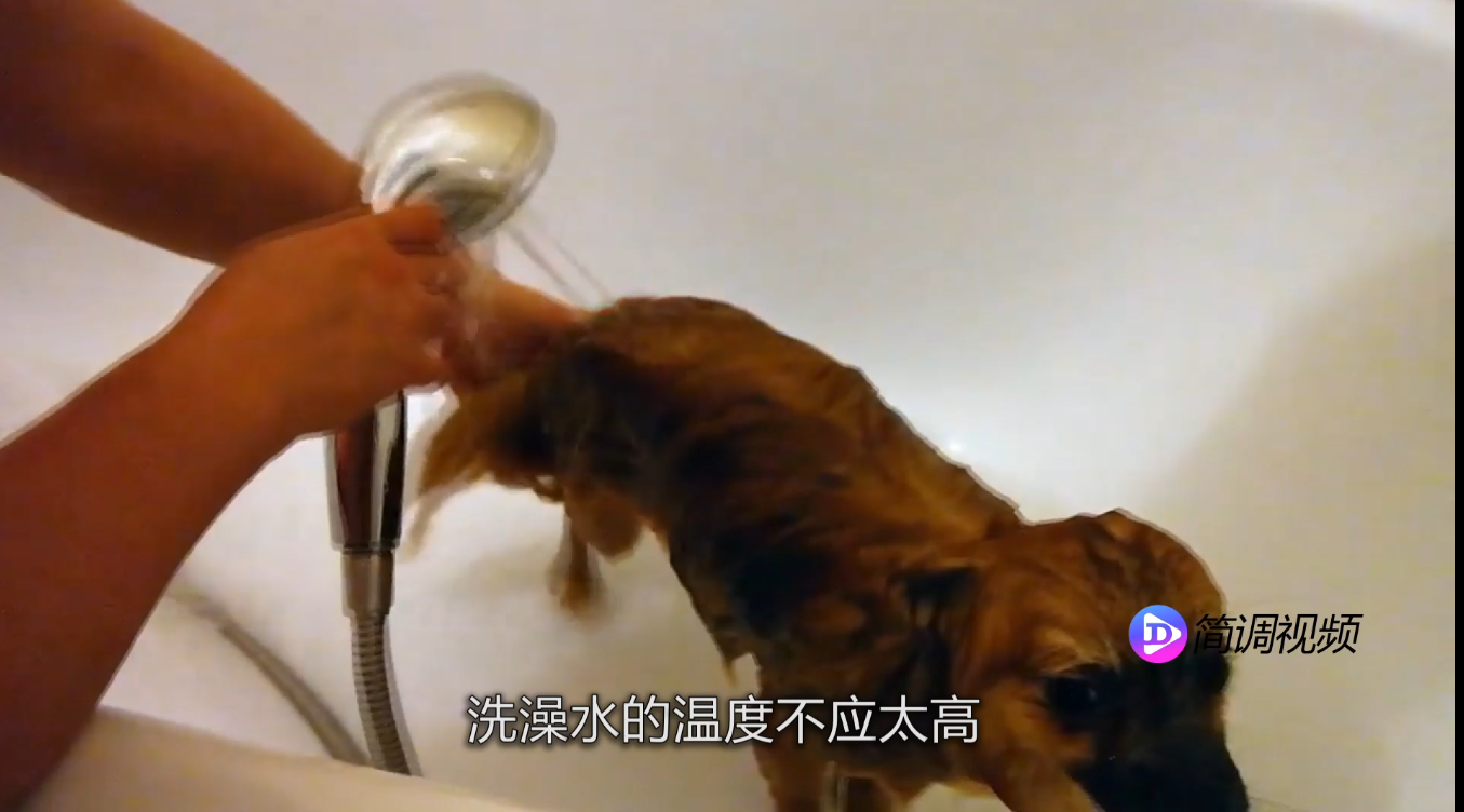 博美犬怎么养 博美犬怎么养殖