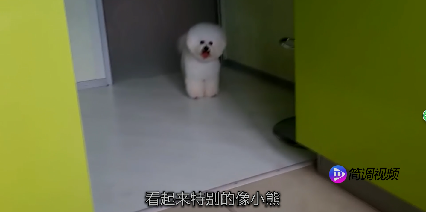 比熊和泰迪的区别 比熊和泰迪的区别在哪