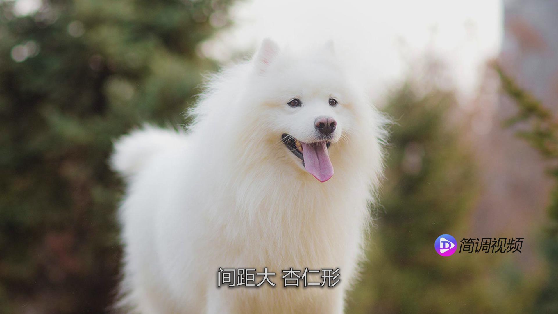 萨摩耶犬 萨摩耶犬宝宝