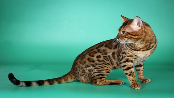 豹猫的介绍 豹猫简介