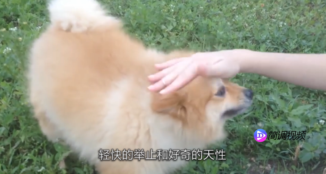 博美犬的性格 博美犬的性格描写