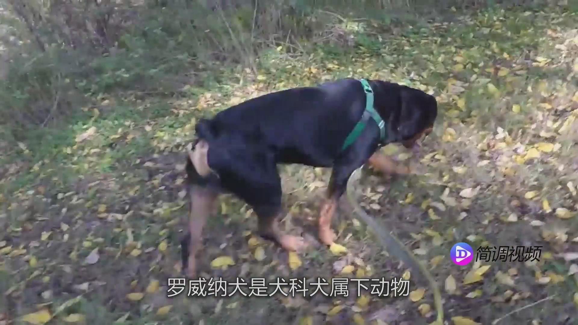 关于罗威纳犬的介绍 罗威纳犬个人资料