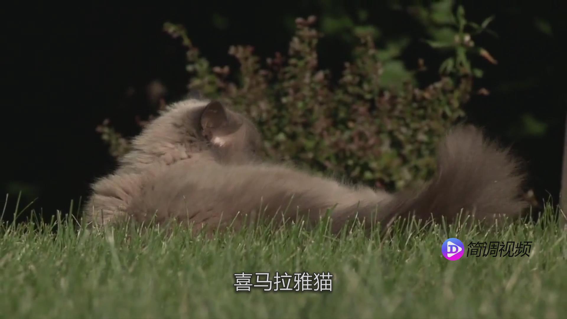 喜马拉雅猫的介绍 喜马拉雅猫资料介绍
