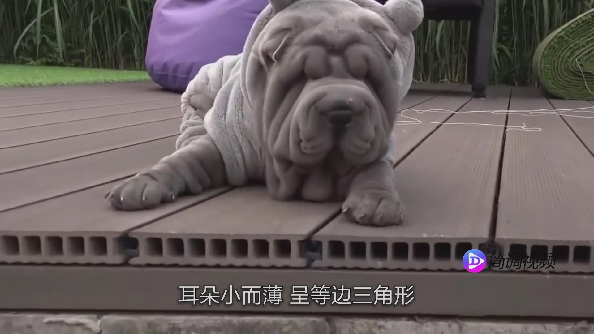 沙皮狗的介绍 沙皮狗介绍