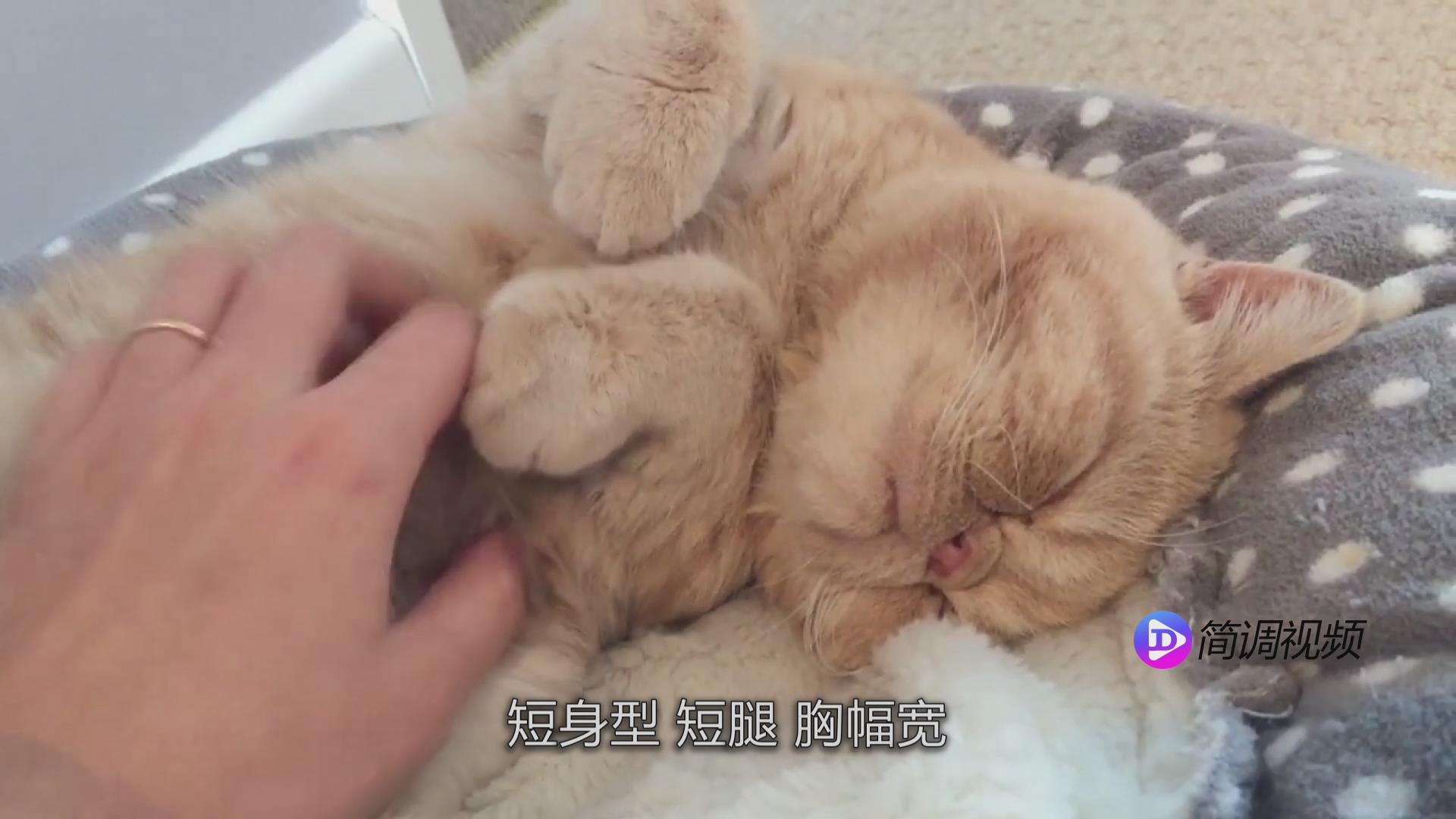 加菲猫的介绍 加菲猫的简单介绍