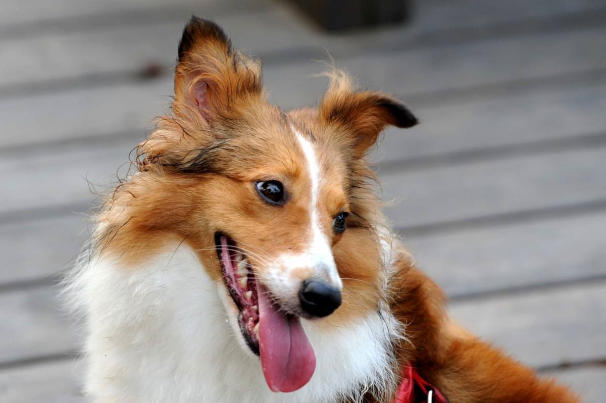 苏格兰牧羊犬的介绍 苏格兰牧羊犬介绍资料
